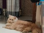 Male Cat Adult (14 Months Age)