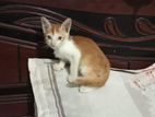 Male Cat for Adoption