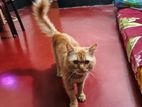 Male Cat