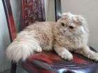 Male Cat