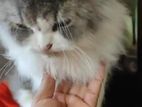 Male Cat