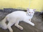 Male Cat