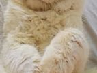 Male Cat Parshiyan