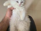 Male cat pure Persian