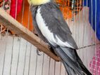 Male Cockatiel