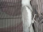 Male Cockatiel For Sell