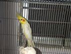 Male Cocktail