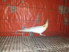 Male cokatal bird for sell
