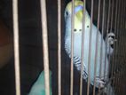 Male Dibo Female Nibo