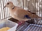 Male dove adult