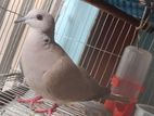 Male Dove ছেলে ঘুঘু পাখি