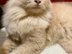 Mlae fawn colour persian cat