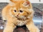 male/female cats