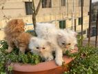 Male - Female Persian Kitten