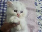 Male Female Persian Kitten