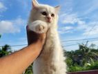 Male-female Persian Cat Pair