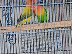 Male bird for sell