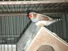 MALE FRENCHE BIRD FULL RUNNING