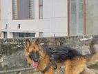 Male German Shepherd