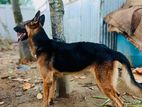 Male German Shepherd (Guard Dog)