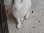 Male rabbit for sell