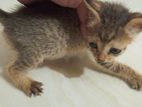 Male kitten for adoption