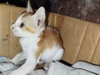 Male kitten for adoption