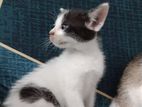 Male Kitten For Sale