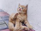 Male Long Coat Persian.