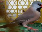Male Longtail Finch