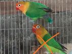 Male Lovebird