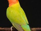 Male lovebirds