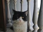 Maine Coon & Pure Persian Mixed