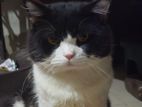 (male) maine coon & pure persian mixed