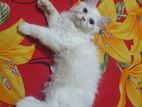 Male Odd Eyes Kitten Available Female