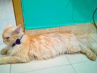 MALE ORZINAL PERSIAN CAT SELL