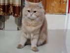 Male parsian cat