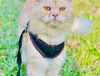 Male Parsian Cat