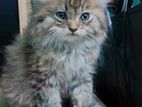 male parsian kitten