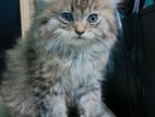 Male Parsian Kitten