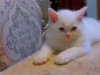 Male Persian Cat