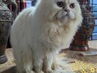 male Persian cat