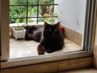 Male Persian Cat