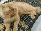 Male Persian Cat for Sale