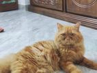 Male Persian Cat