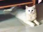 male persian cat