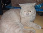 Male Persian Cat