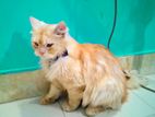 Male persian cat sell