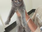 Male persian cat sell hobe