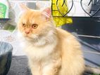 male Persian cat(100%)
